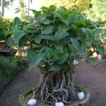 Banyan (बरगद)