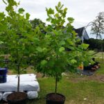 Sycamore (गूलर)