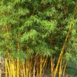 Bamboo (बांस)